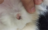 今日带你了解公猫尿道口有褐色分泌物是什么?