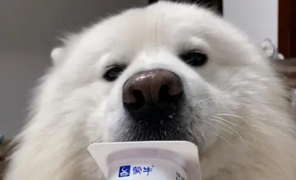 狗能吃酸奶吗”
