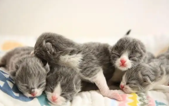 刚出生的猫多久可以睁眼睛？有必要了解一下