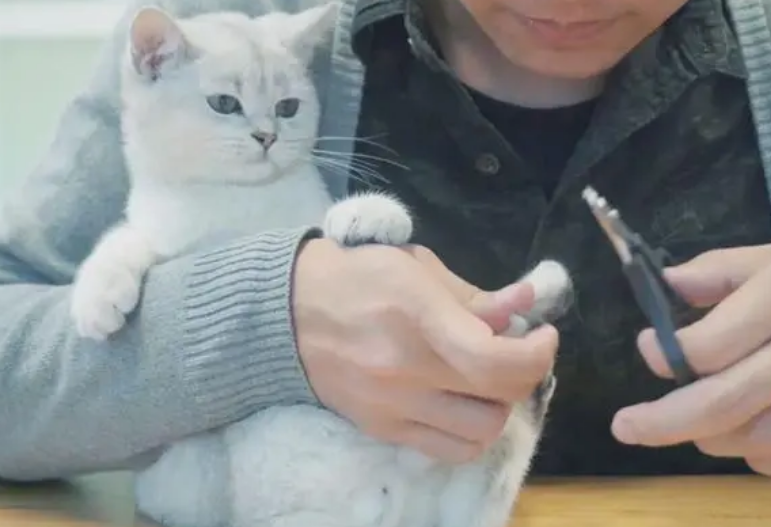 怎么给猫剪指甲