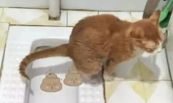 两个月猫咪一天拉几次屎正常