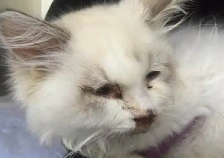 猫瘟吃什么药有效啊