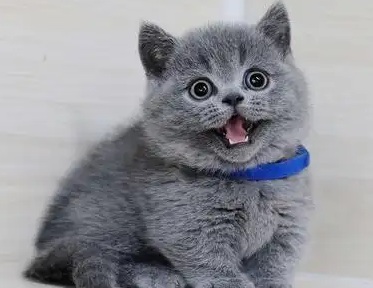蓝猫毛色变棕红怎么回事