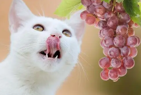 猫能吃什么水果 猫能吃什么水果