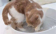 猫晚上能憋住大小便吗为什么