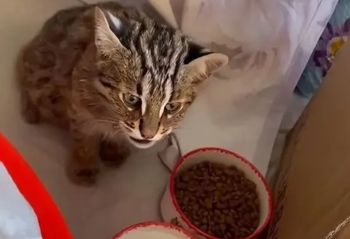 女子捡到只流浪猫，闺蜜：这并不是一般的猫