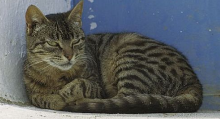猫吐了黄色黏液或泡沫吃什么药管用