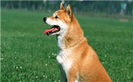 狗狗的抗寒能力是多少°C呢
