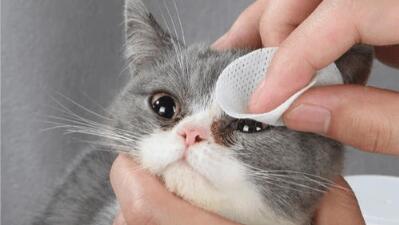 猫滴人用的眼药水可以吗 猫滴人用的眼药水可以吗