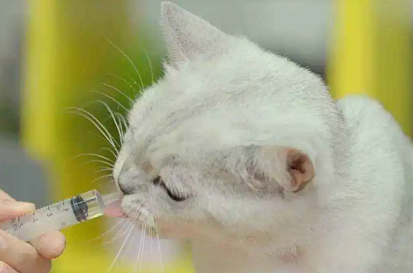 给猫咪喂药的技巧有哪些