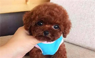 怎样训练泰迪呢