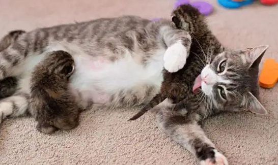 猫咪生产前需要给它补充体力吗