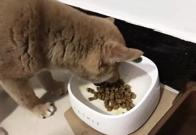 柴犬狗粮的选择、喂食方法以及如何更换狗粮