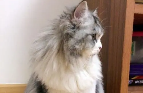 收养太过可爱的小奶猫,一年后却哭笑不得 收养太过可爱的小奶猫,一年后却哭笑不得