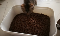 便宜的猫粮哪个牌子的好