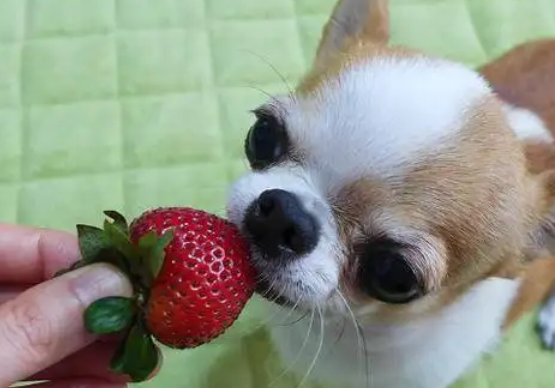 狗狗一次吃了三个草莓怎么办呢
