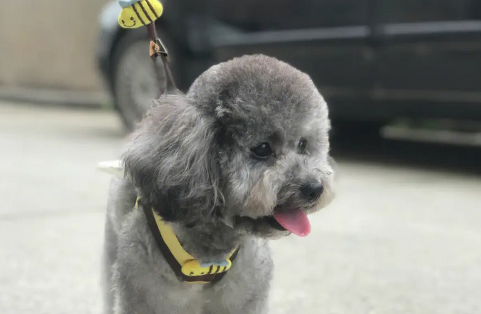 灰泰迪居然有尴尬期?那么几个月结束呢?