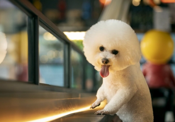博美犬和比熊犬哪个好养