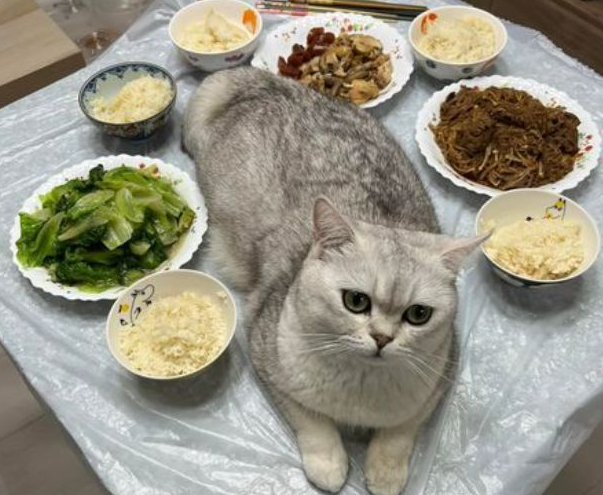 主人一吃饭，猫咪就围过来发出灵魂拷问：你好意思一个人吃独食吗