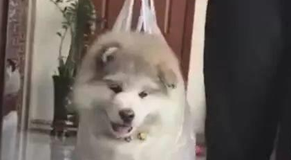 小狗被主人提着，像宝宝一样学走路，打算给狗练双脚走