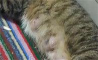 幼猫乳房有硬块怎么办