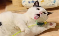 猫腿上的毛秃一块怎么回事