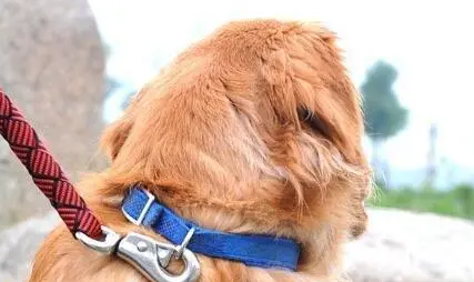 狗狗牵引绳哪种好？狗的牵引绳怎么带？