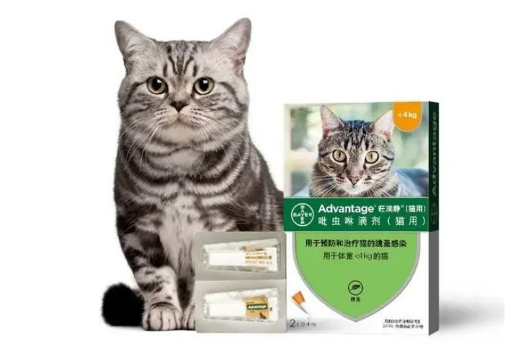 旺滴静:猫咪体外驱虫这样做,轻松解决跳蚤问题 旺滴静:猫咪体外驱虫这样做,轻松解决跳蚤问题