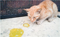 猫误食蟑螂药怎么办