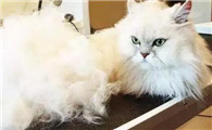 长毛猫掉毛严重怎么办