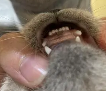 猫咪牙龈长了一坨黑的东西是什么 猫咪牙龈长了一坨黑的东西是什么