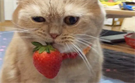 小奶猫能吃草莓吗