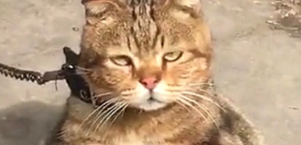 猫咪寄养在乡下父母家,再见它时,心疼哭了 猫咪寄养在乡下父母家,再见它时,心疼哭了
