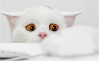 猫感冒鼻塞吃什么药好