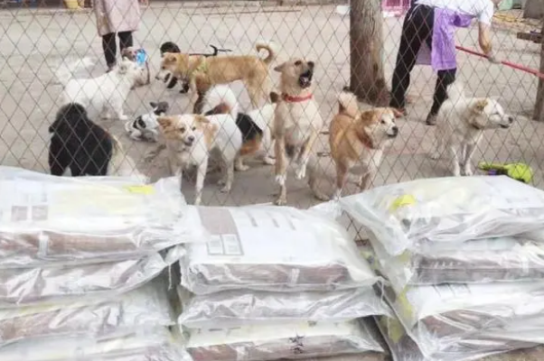 派摩2021献爱心公益活动,给资阳市的流浪动物一个温馨的家 派摩2021献爱心公益活动,给资阳市的流浪动物一个温馨的家
