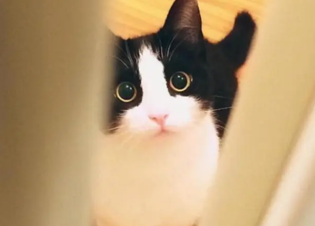 别买猫窝了,猫咪最喜欢睡觉的地点,是这7个地方 别买猫窝了,猫咪最喜欢睡觉的地点,是这7个地方