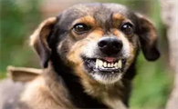 怎么判断狗有狂犬病