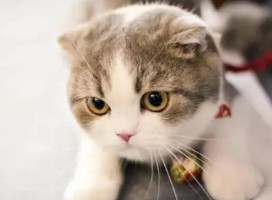 猫咪一直在打喷嚏是怎么回事 猫咪一直在打喷嚏是怎么回事