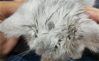 猫癣用药以后越来越红是不是严重了