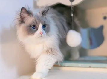 猫尾巴油脂分泌过多怎么办 猫尾巴油脂分泌过多怎么办