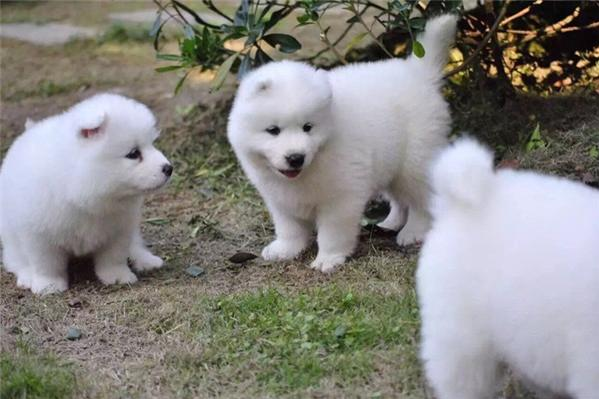 贵宾犬吃什么品牌狗粮最好 贵宾犬吃什么品牌狗粮最好