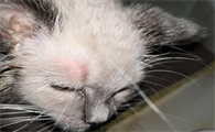 猫有猫癣怎么办