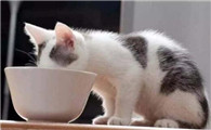 猫咪一直喝水不吃猫粮是怎么回事