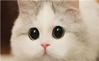 猫一天配了好多次需要隔离吗
