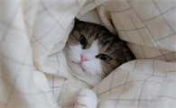 小猫身上凉很虚弱什么症状啊