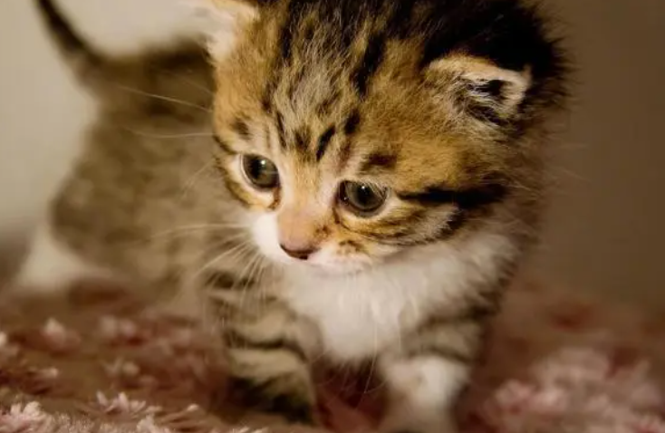 猫咪吃越贵的猫粮越好?别只盲目相信品牌 猫咪吃越贵的猫粮越好?别只盲目相信品牌