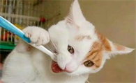 猫咪有口臭是为什么