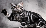 猫最喜欢什么窝