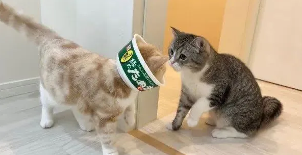 铲屎官亲切搂抱寄养猫,原住民站门边怒目而视! 铲屎官亲切搂抱寄养猫,原住民站门边怒目而视!