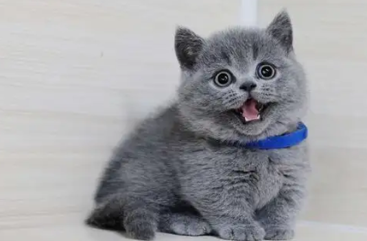 蓝猫发腮和不发腮的区别?饲养须知~ 蓝猫发腮和不发腮的区别?饲养须知~